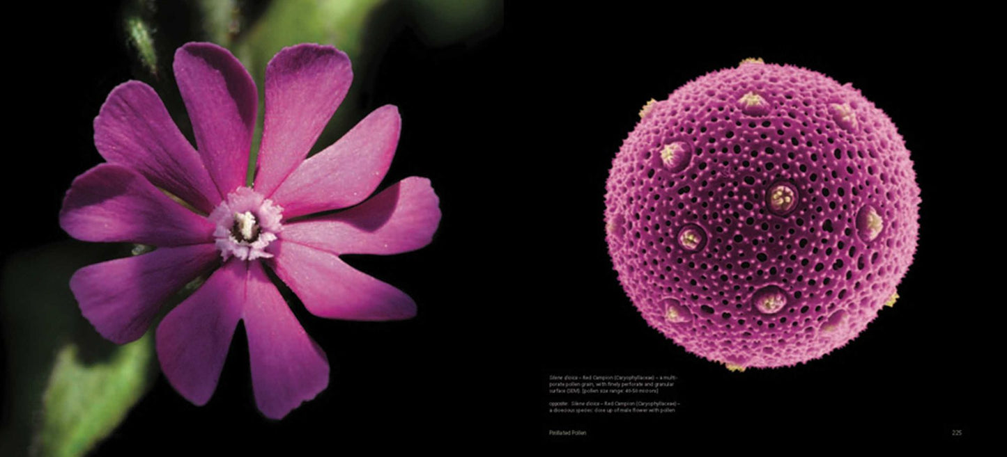 Pollen: The Hidden Sexuality of Flowers