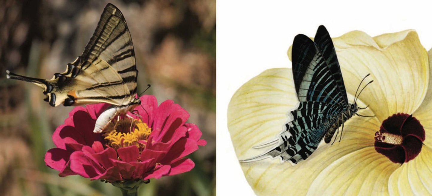 Pollen: The Hidden Sexuality of Flowers