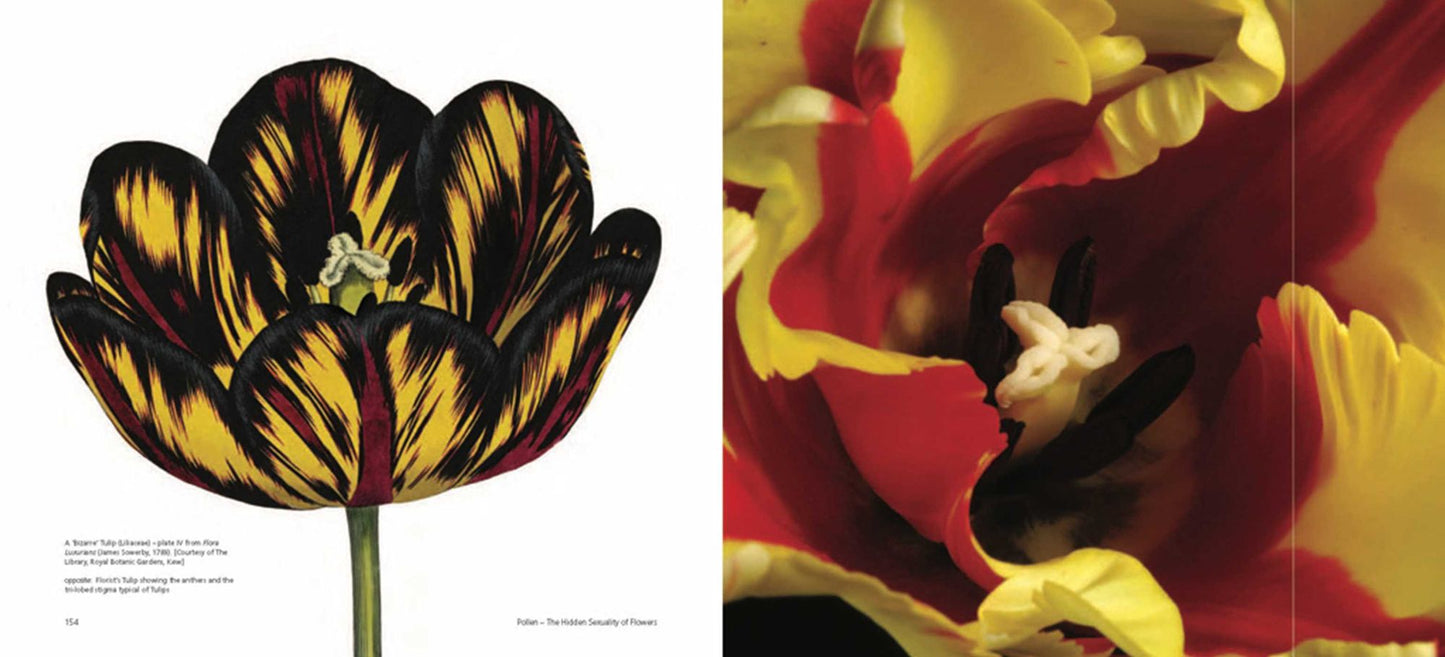 Pollen: The Hidden Sexuality of Flowers