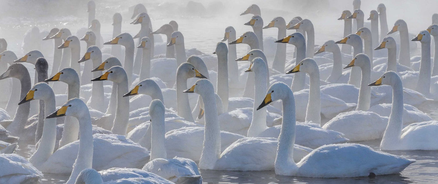 Migrations: Wildlife in Motion