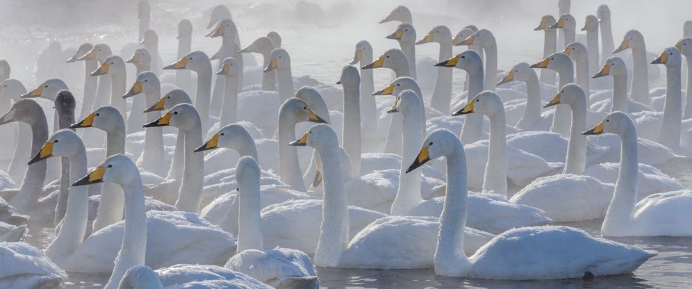 Migrations: Wildlife in Motion