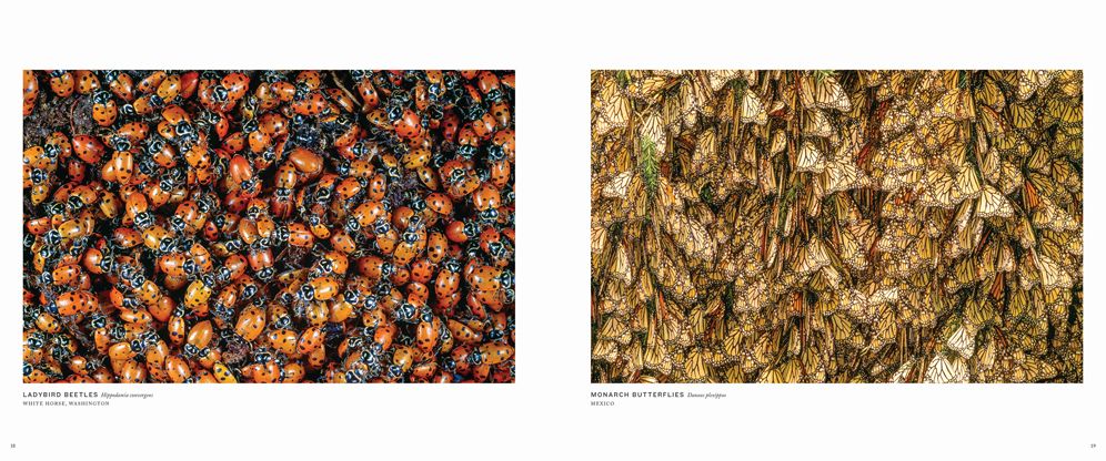 Migrations: Wildlife in Motion