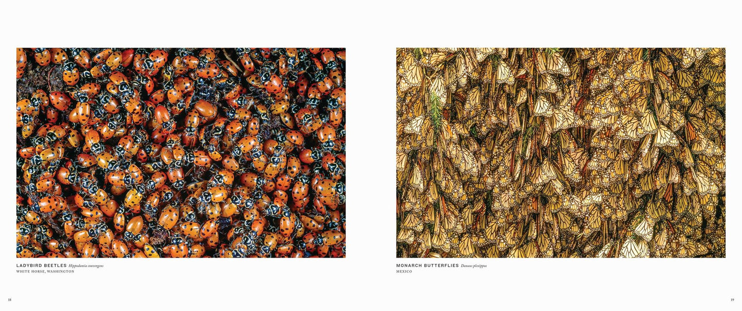 Migrations: Wildlife in Motion