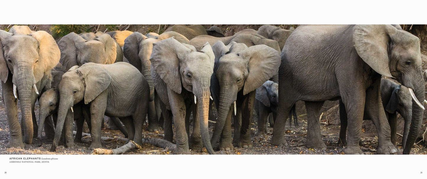 Migrations: Wildlife in Motion