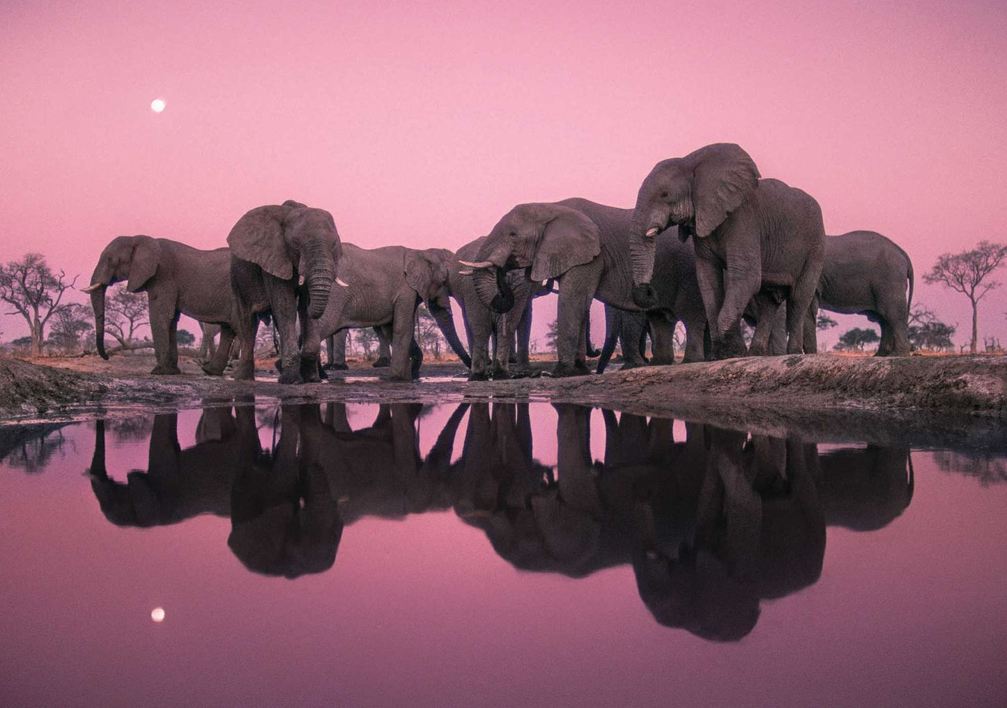 Into Africa: Blank Boxed Notecards