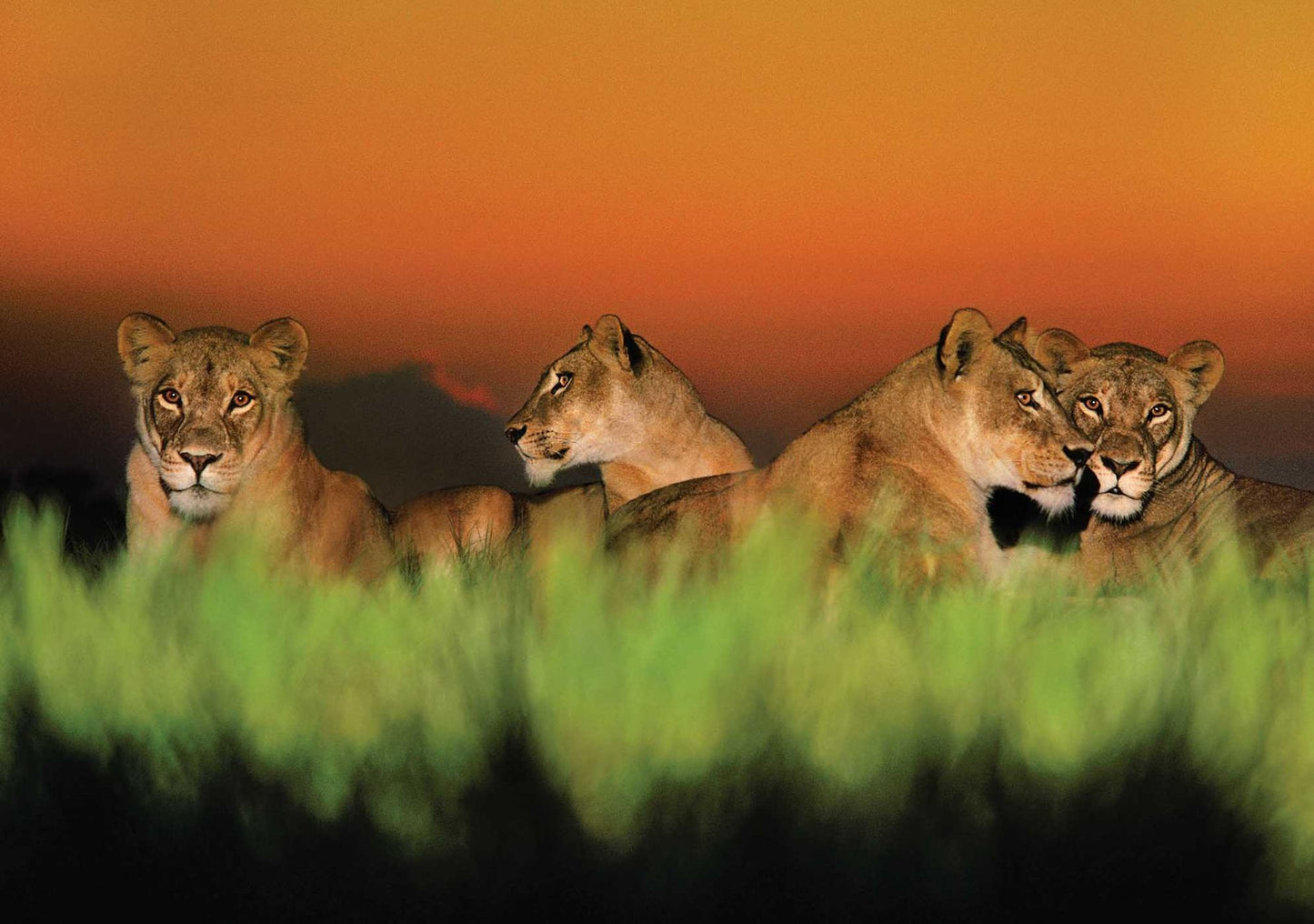 Into Africa: Blank Boxed Notecards