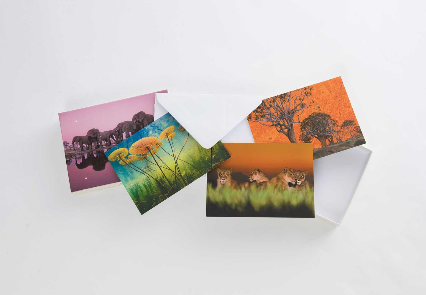 Into Africa: Blank Boxed Notecards