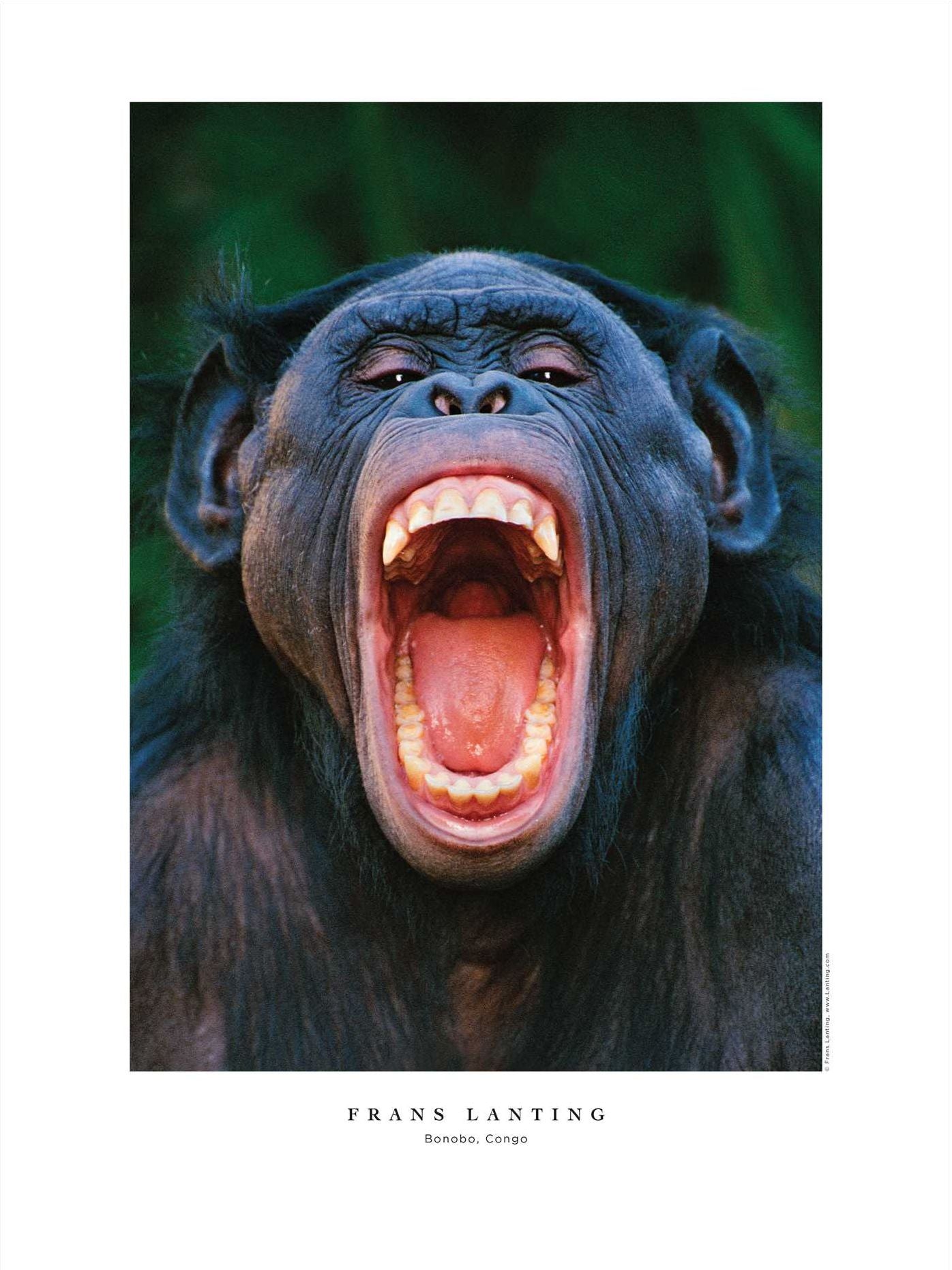 Into Africa: The Poster Portfolio: 12 Frameable Images