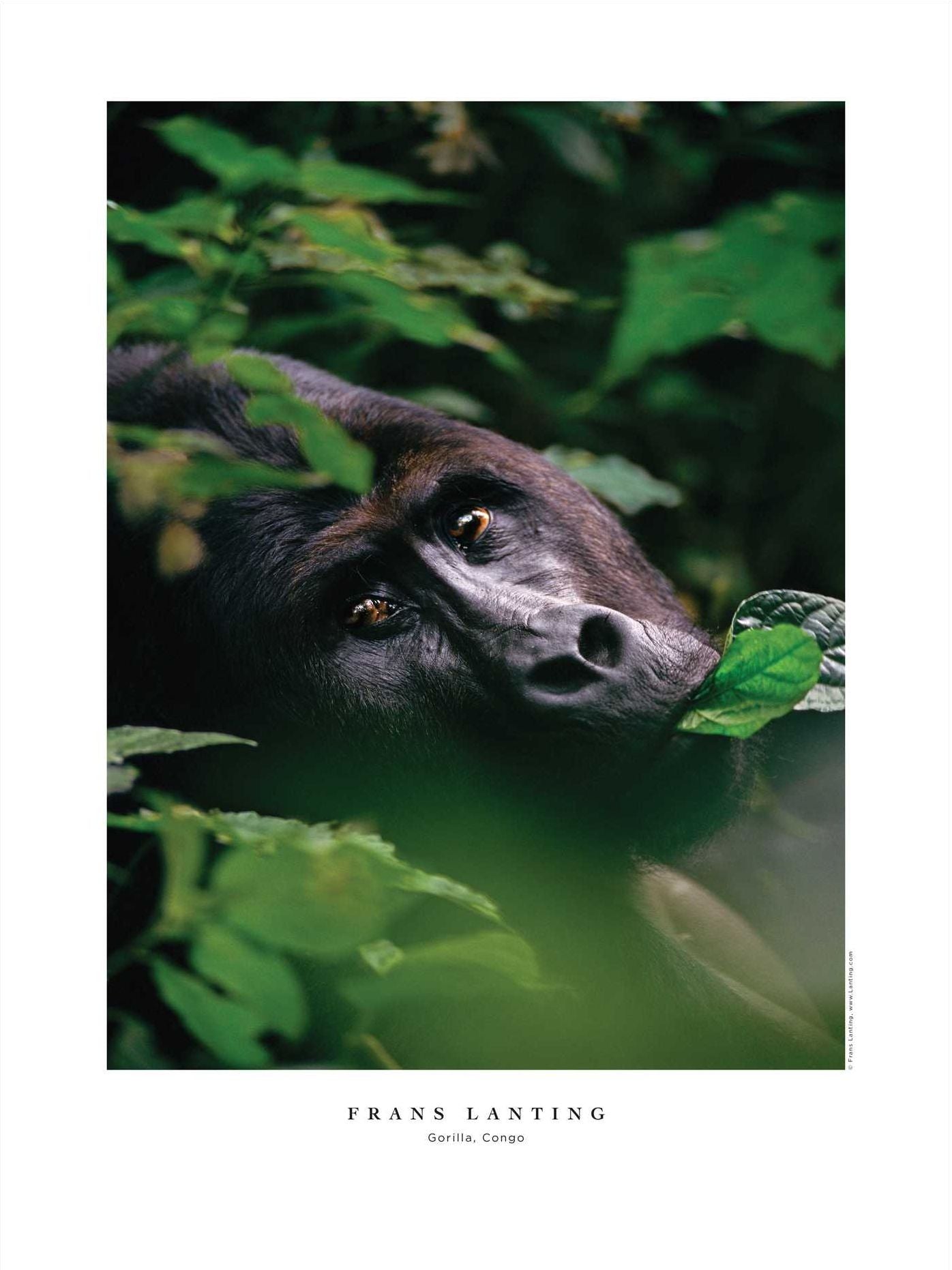 Into Africa: The Poster Portfolio: 12 Frameable Images