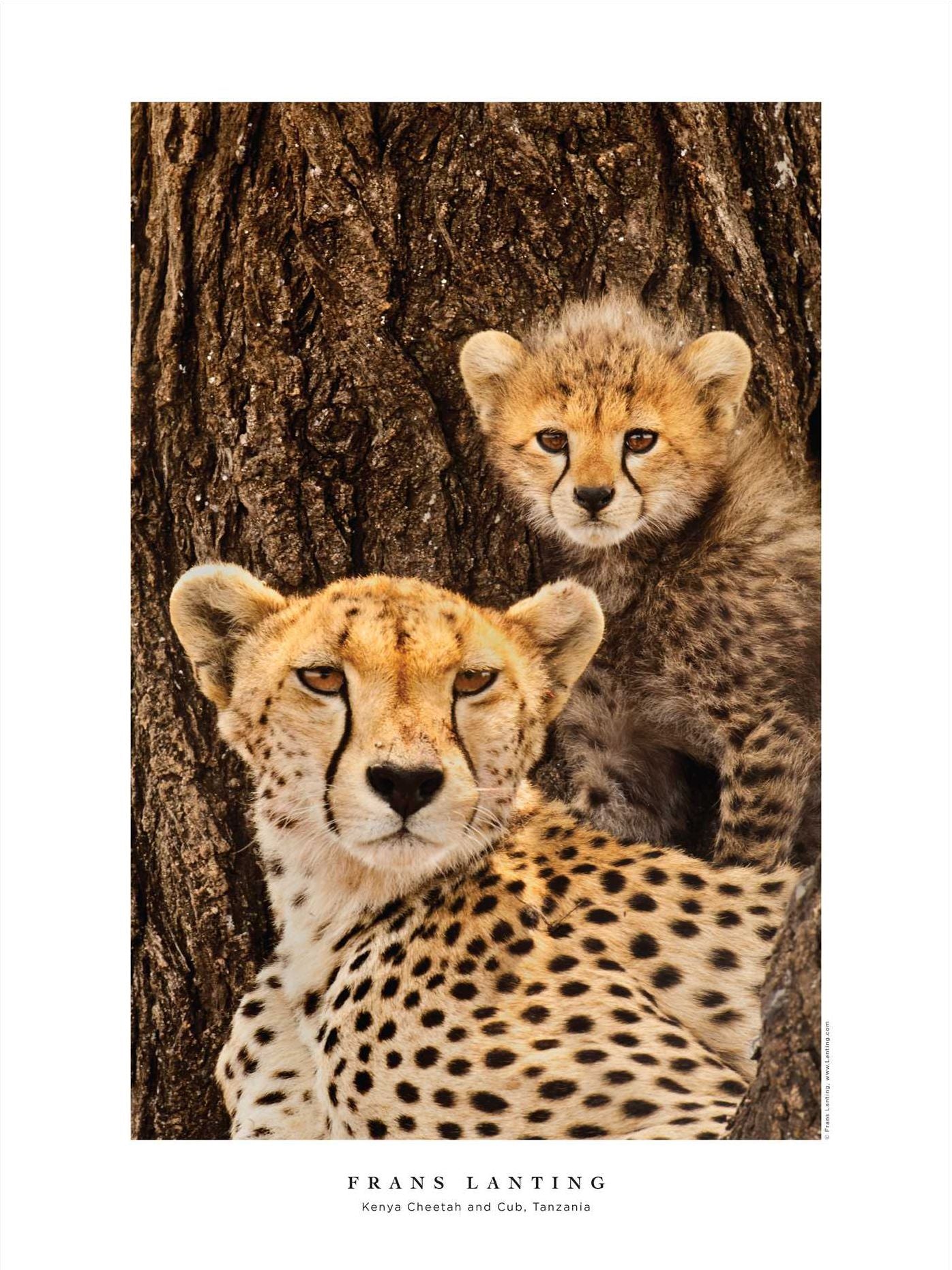 Into Africa: The Poster Portfolio: 12 Frameable Images