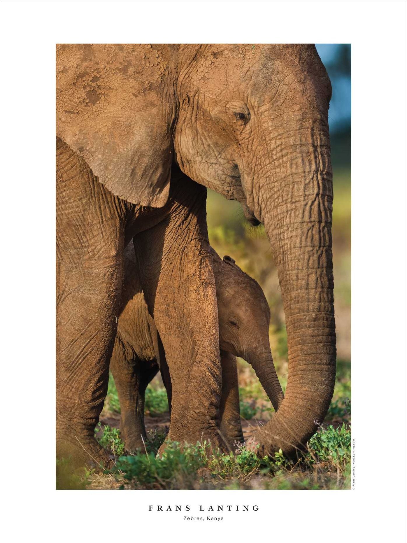 Into Africa: The Poster Portfolio: 12 Frameable Images