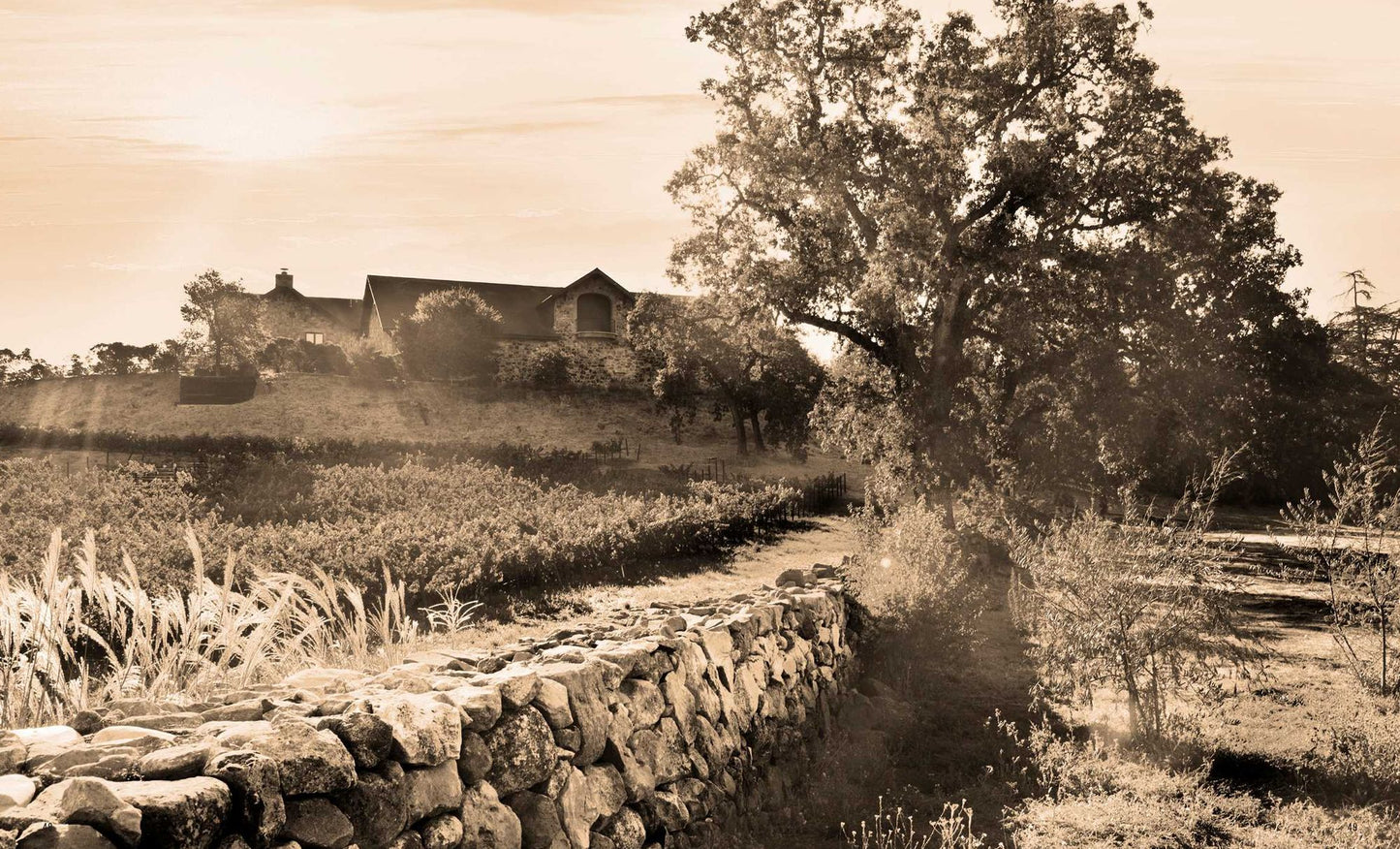 Napa Valley Cabernets: The Best of California's Wine Country