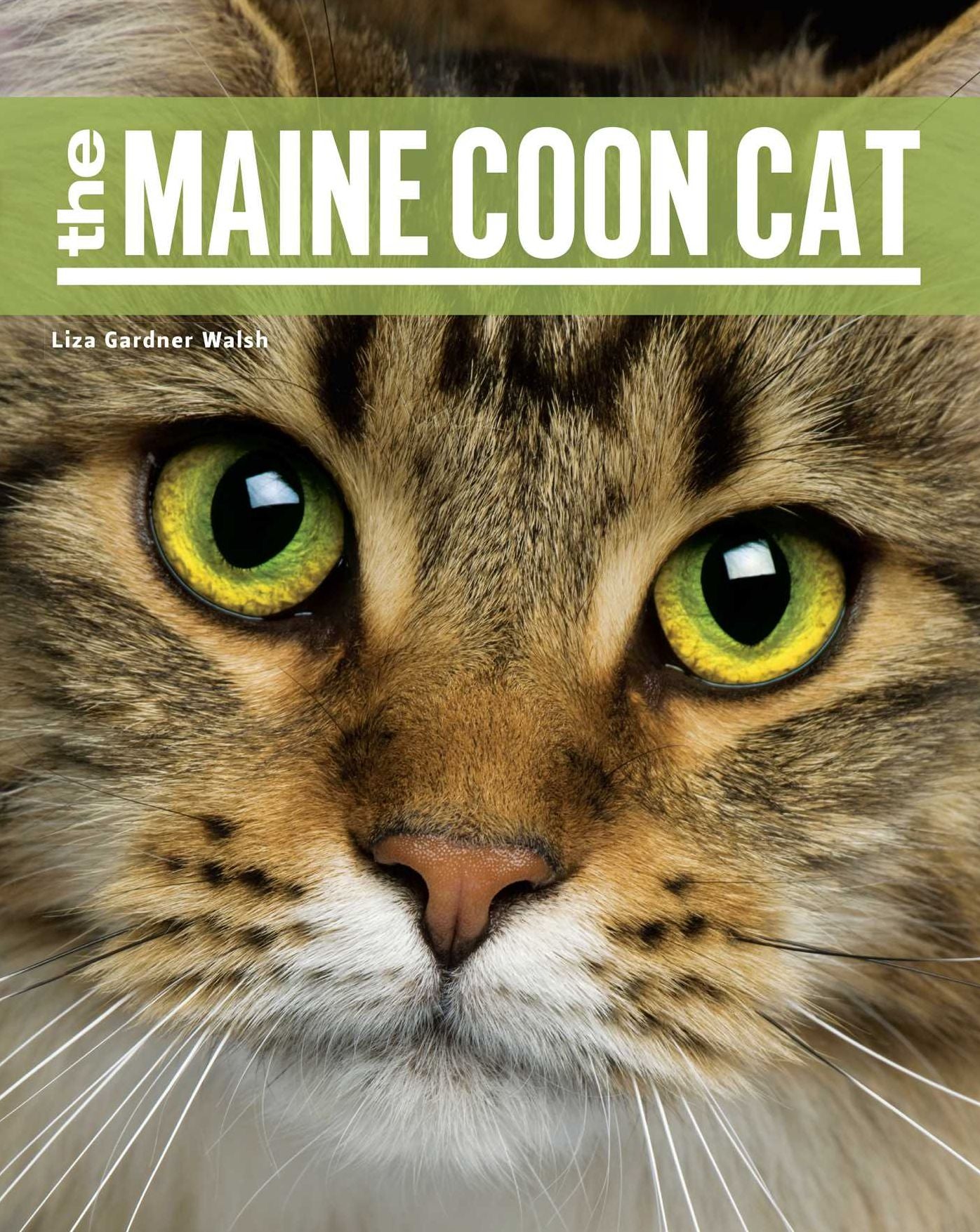 The Maine Coon Cat