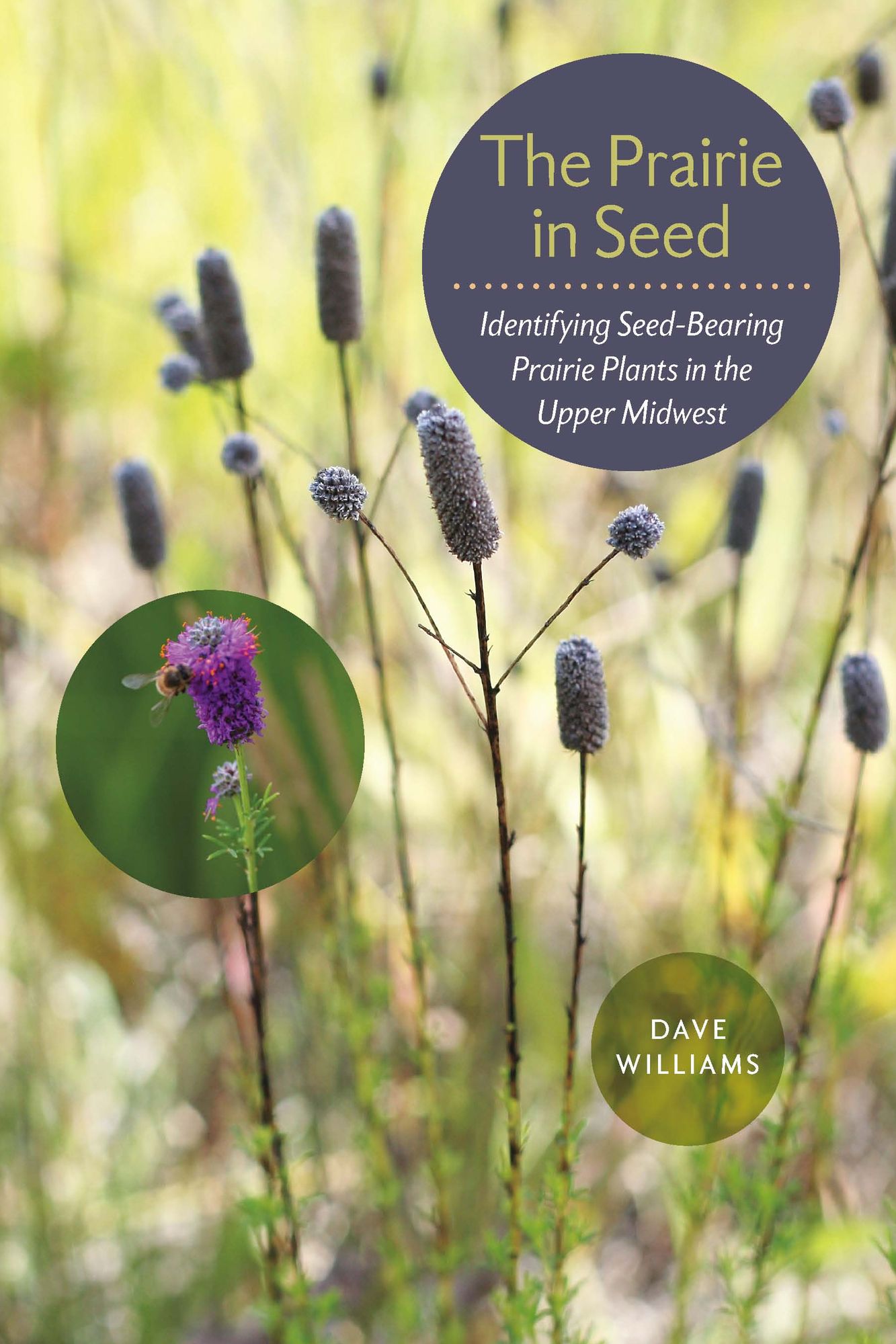 The Prairie in Seed: Identifying Seed-Bearing Prairie Plants in the Upper Midwest