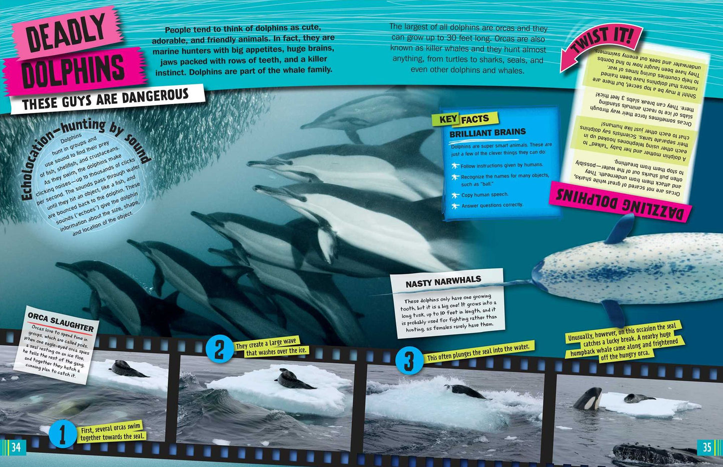 Ripleys Twists: Whales & Dolphins