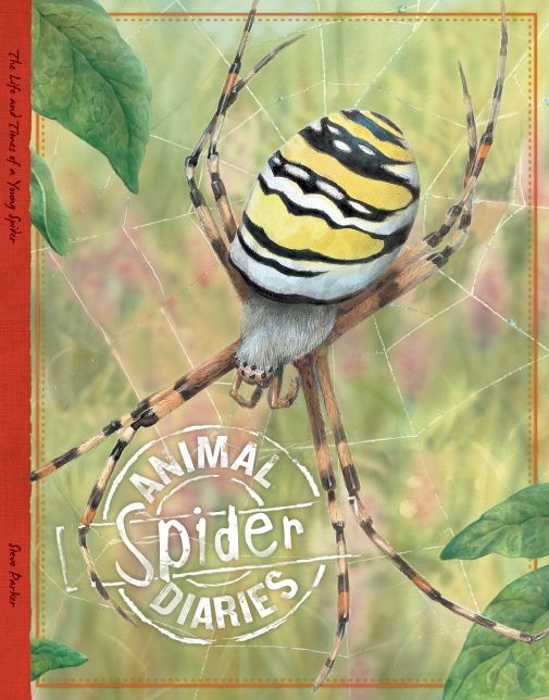 Spider