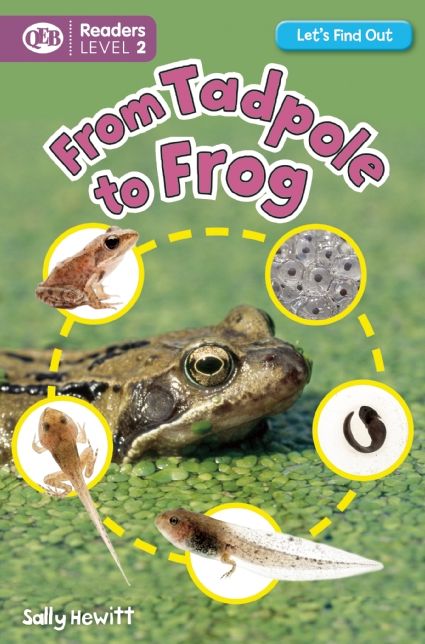 From Tadpole to Frog