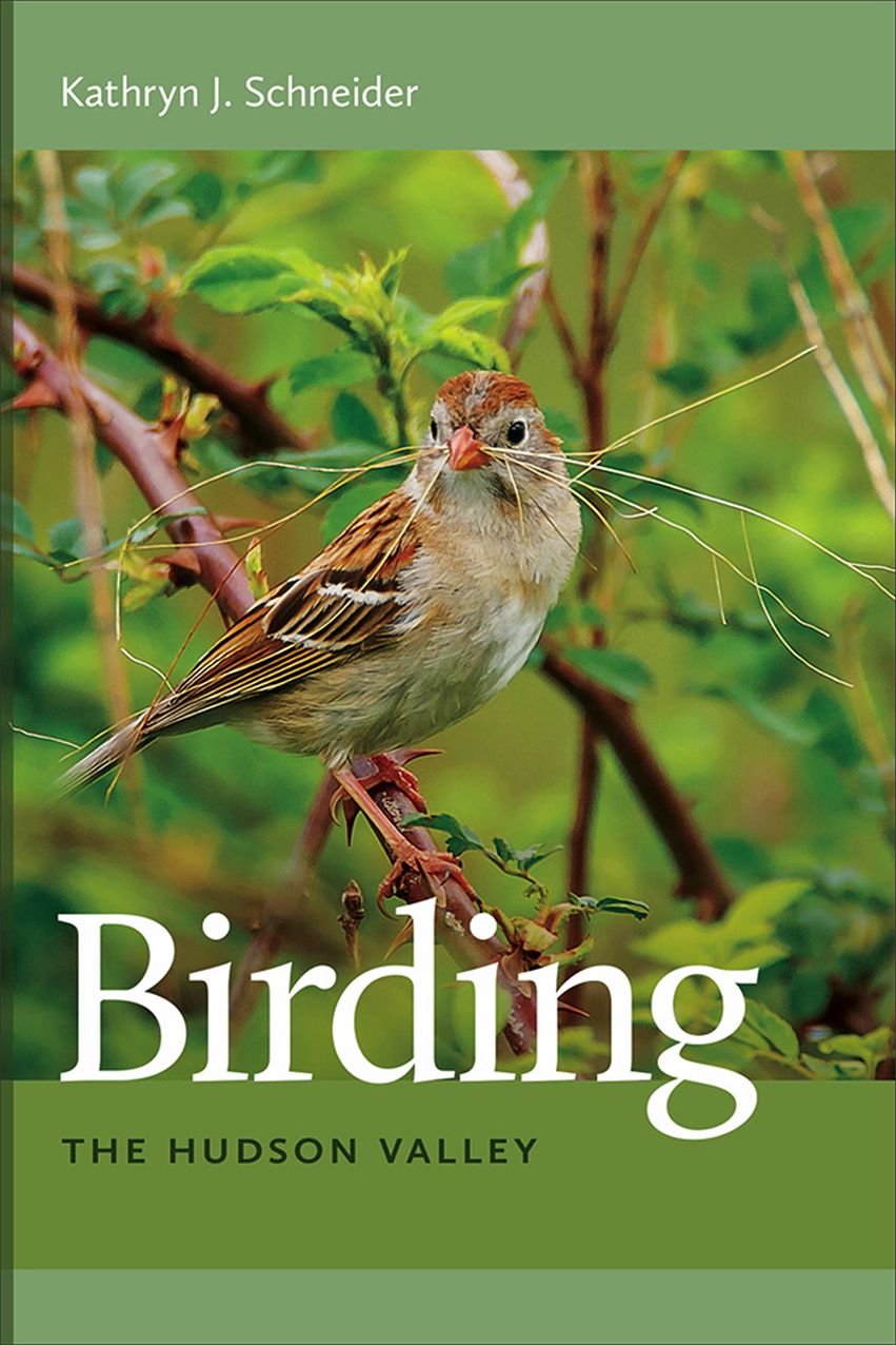 Birding the Hudson Valley