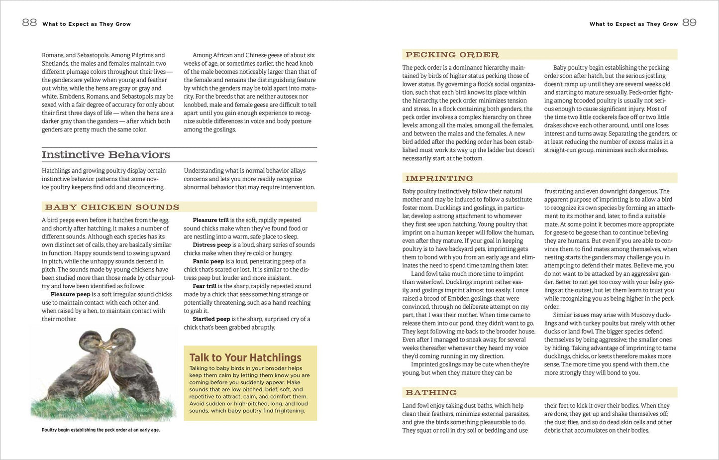 Hatching & Brooding Your Own Chicks: Chickens, Turkeys, Ducks, Geese, Guinea Fowl
