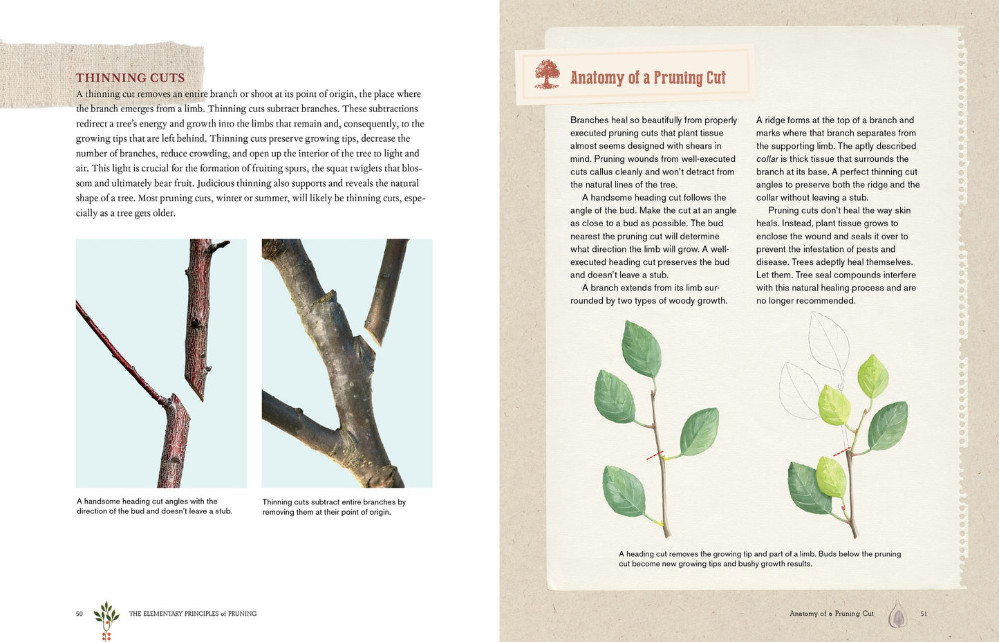 Grow a Little Fruit Tree: Simple Pruning Techniques for Small-Space, Easy-Harvest Fruit Trees