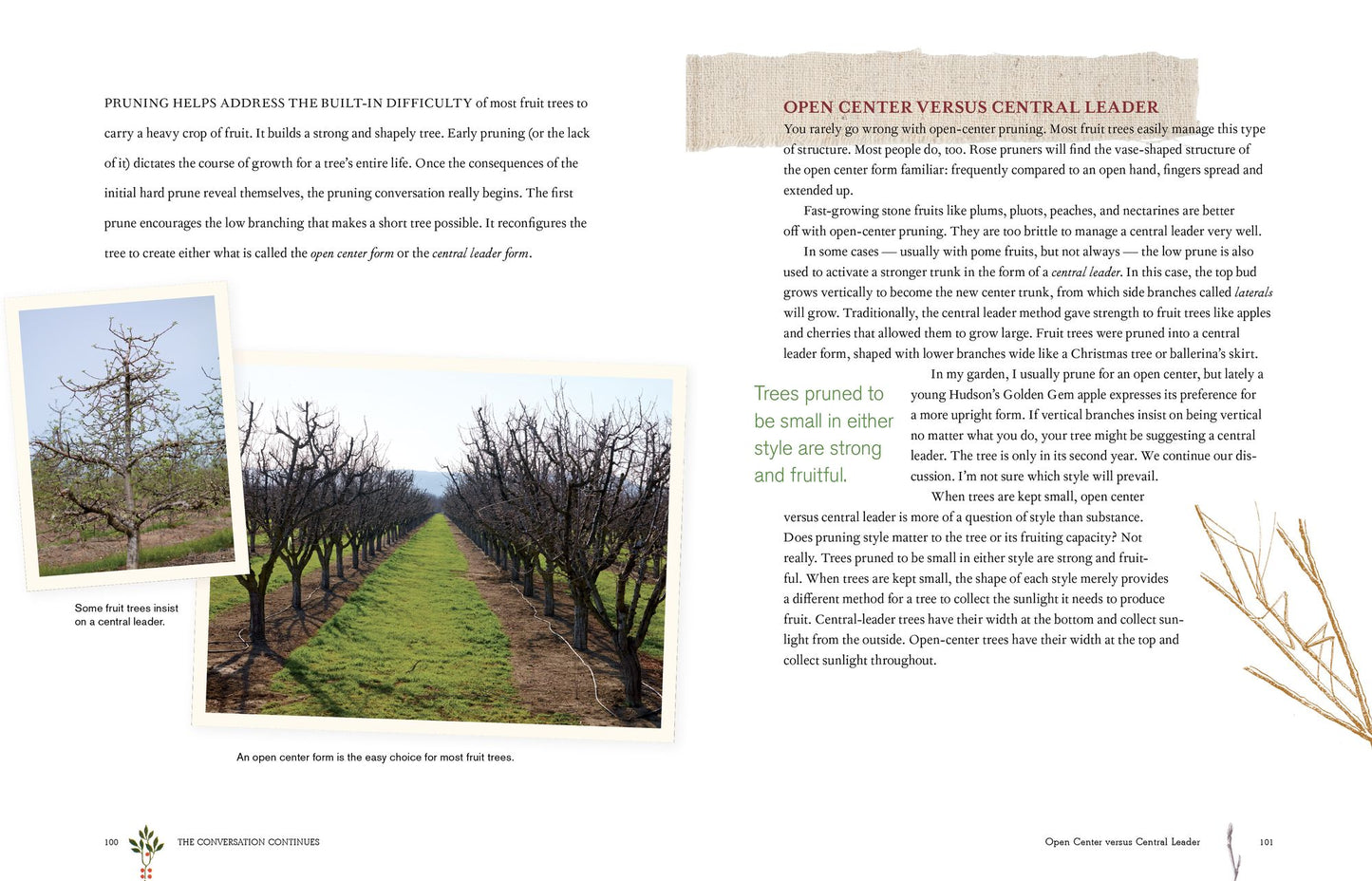 Grow a Little Fruit Tree: Simple Pruning Techniques for Small-Space, Easy-Harvest Fruit Trees