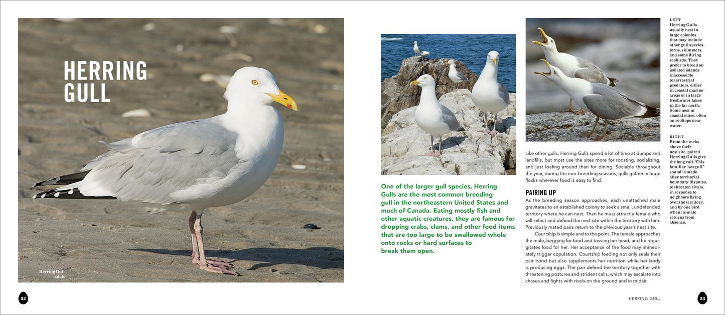 Into the Nest: Intimate Views of the Courting, Parenting, and Family Lives of Familiar Birds