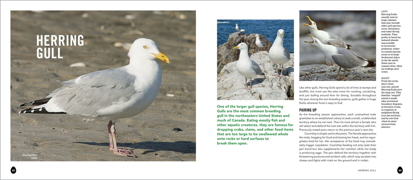 Into the Nest: Intimate Views of the Courting, Parenting, and Family Lives of Familiar Birds