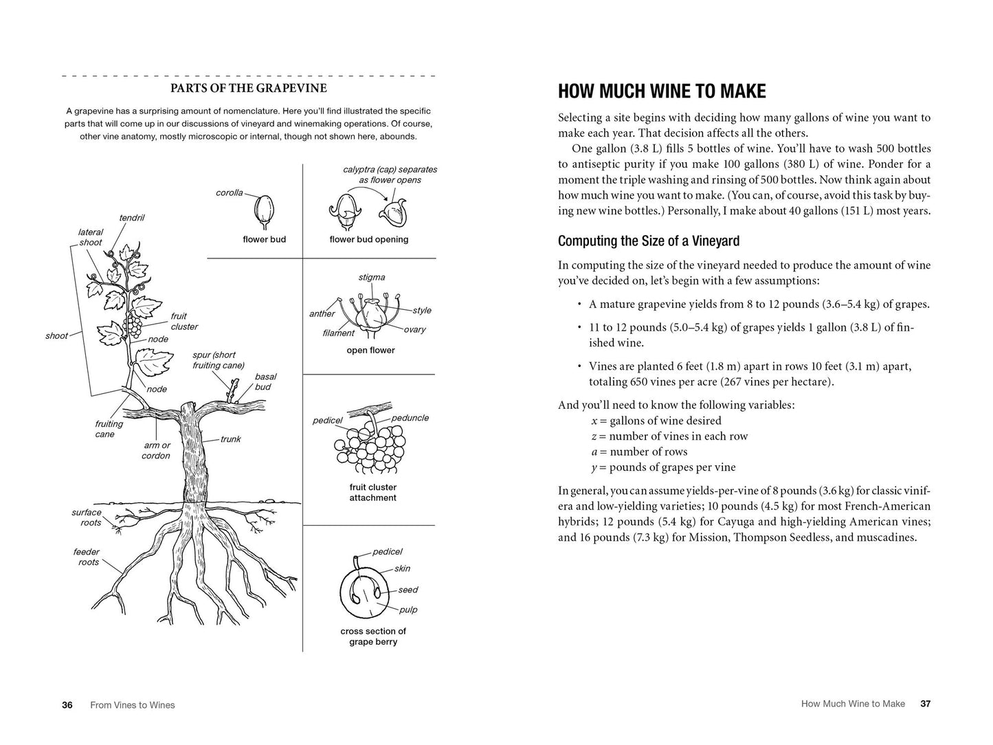 From Vines to Wines, 5th Edition: The Complete Guide to Growing Grapes and Making Your Own Wine