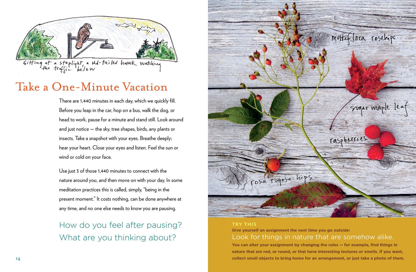The Curious Nature Guide: Explore the Natural Wonders All Around You