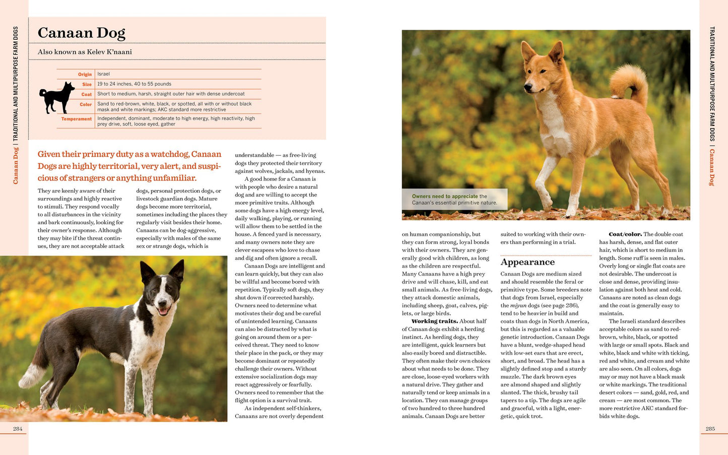 Farm Dogs: A Comprehensive Breed Guide to 93 Guardians, Herders, Terriers, and Other Canine Working Partners