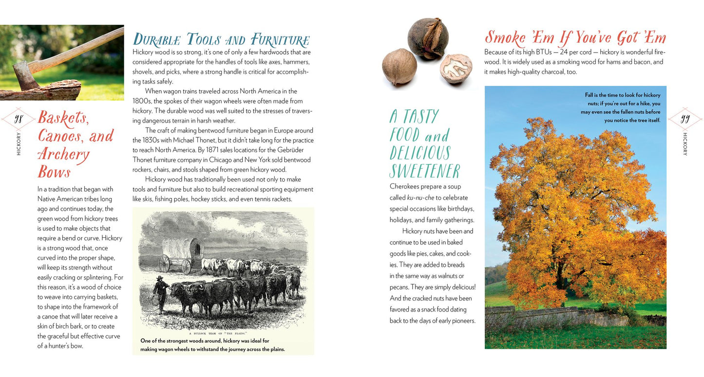 Cattail Moonshine & Milkweed Medicine: The Curious Stories of 43 Amazing North American Native Plants