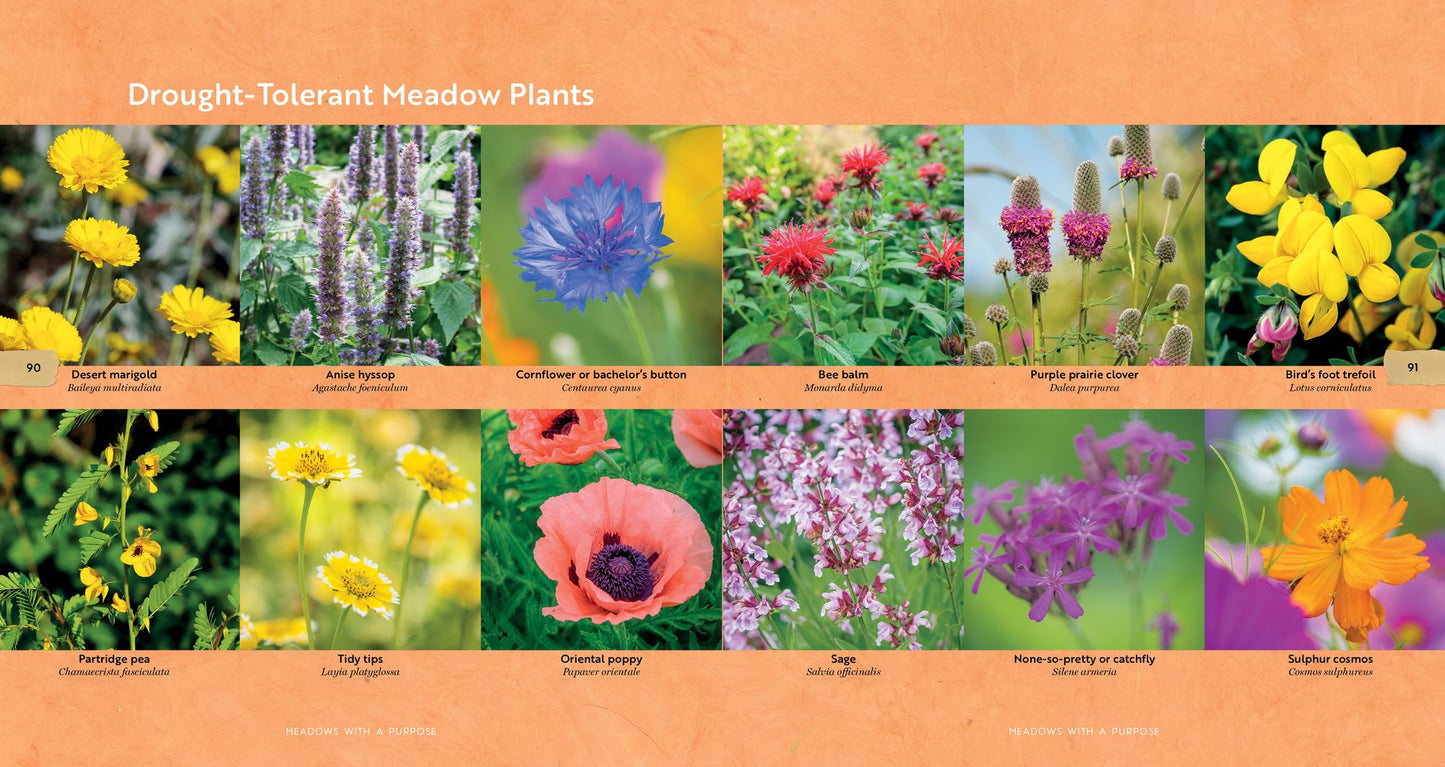 Mini Meadows: Grow a Little Patch of Colorful Flowers Anywhere Around Your Yard