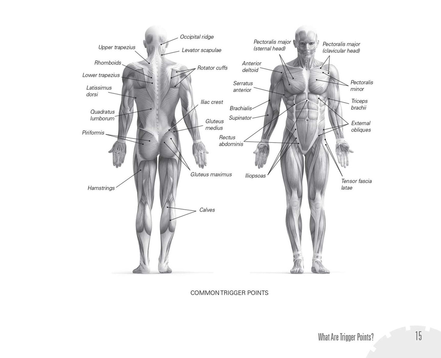 Trigger Point Therapy with the Foam Roller: Self-Treatment Exercises for Muscle Massage, Myofascial Release, Injury Prevention and Physical Rehab