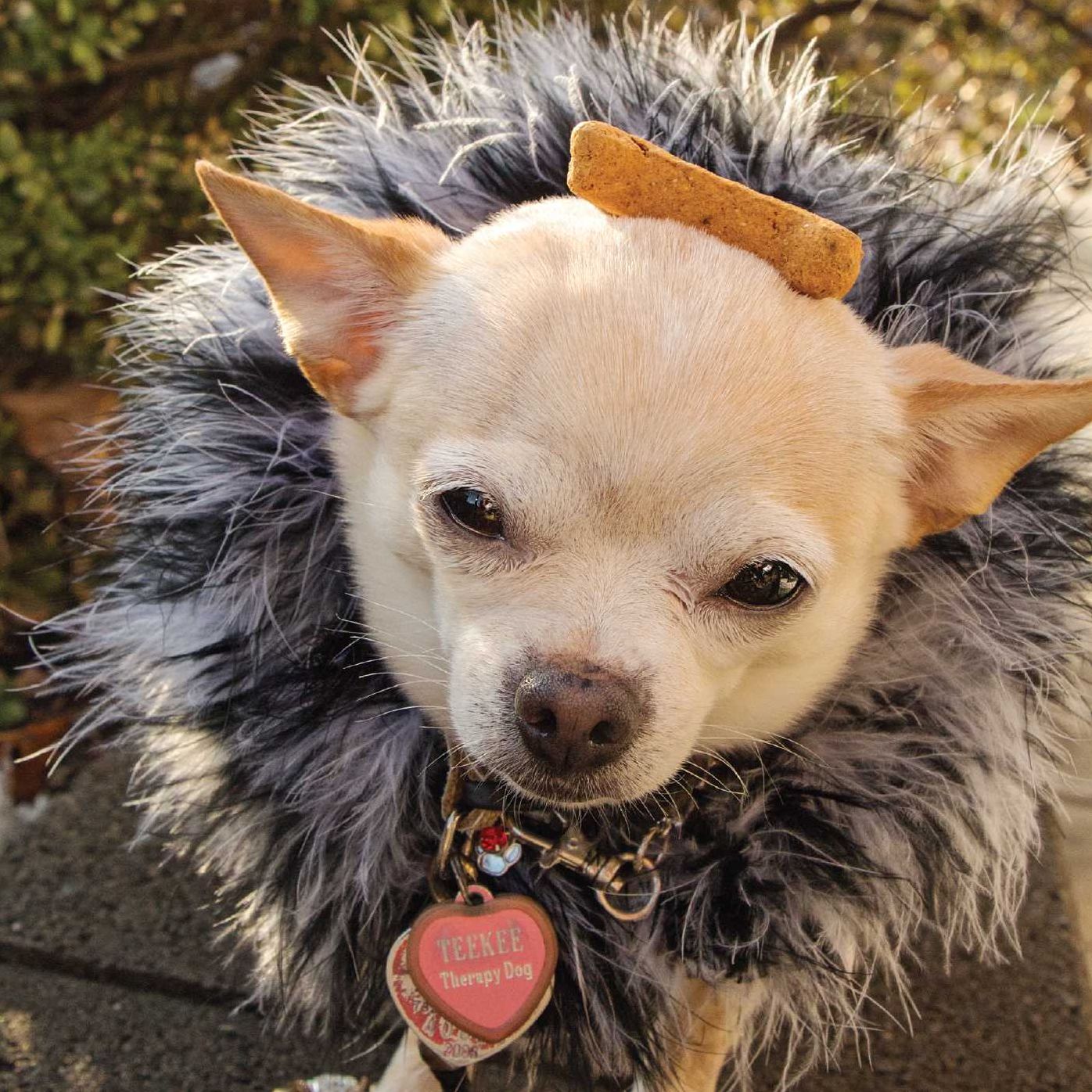 Biscuit for Your Thoughts?: Philosophy According to Dogs