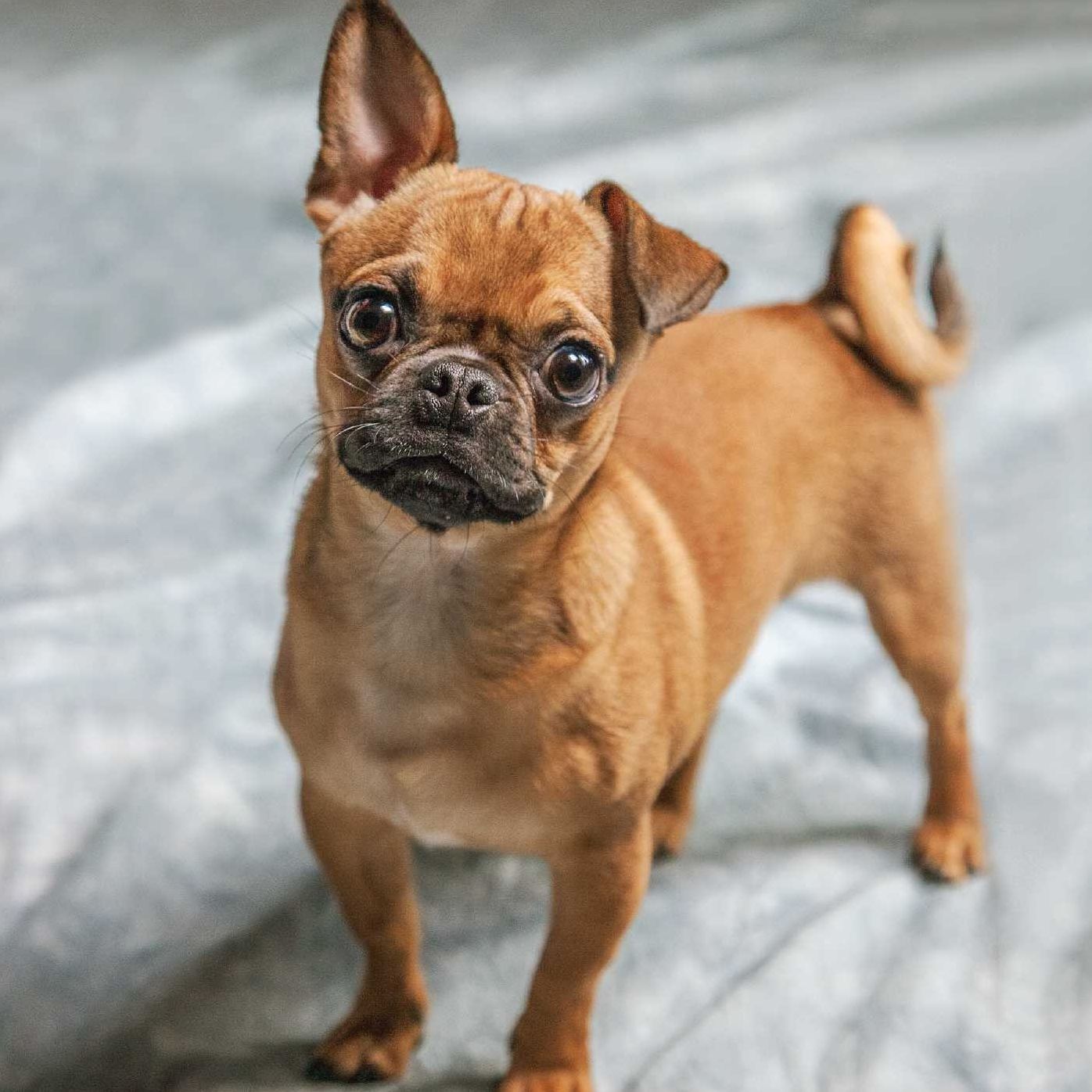 Biscuit for Your Thoughts?: Philosophy According to Dogs