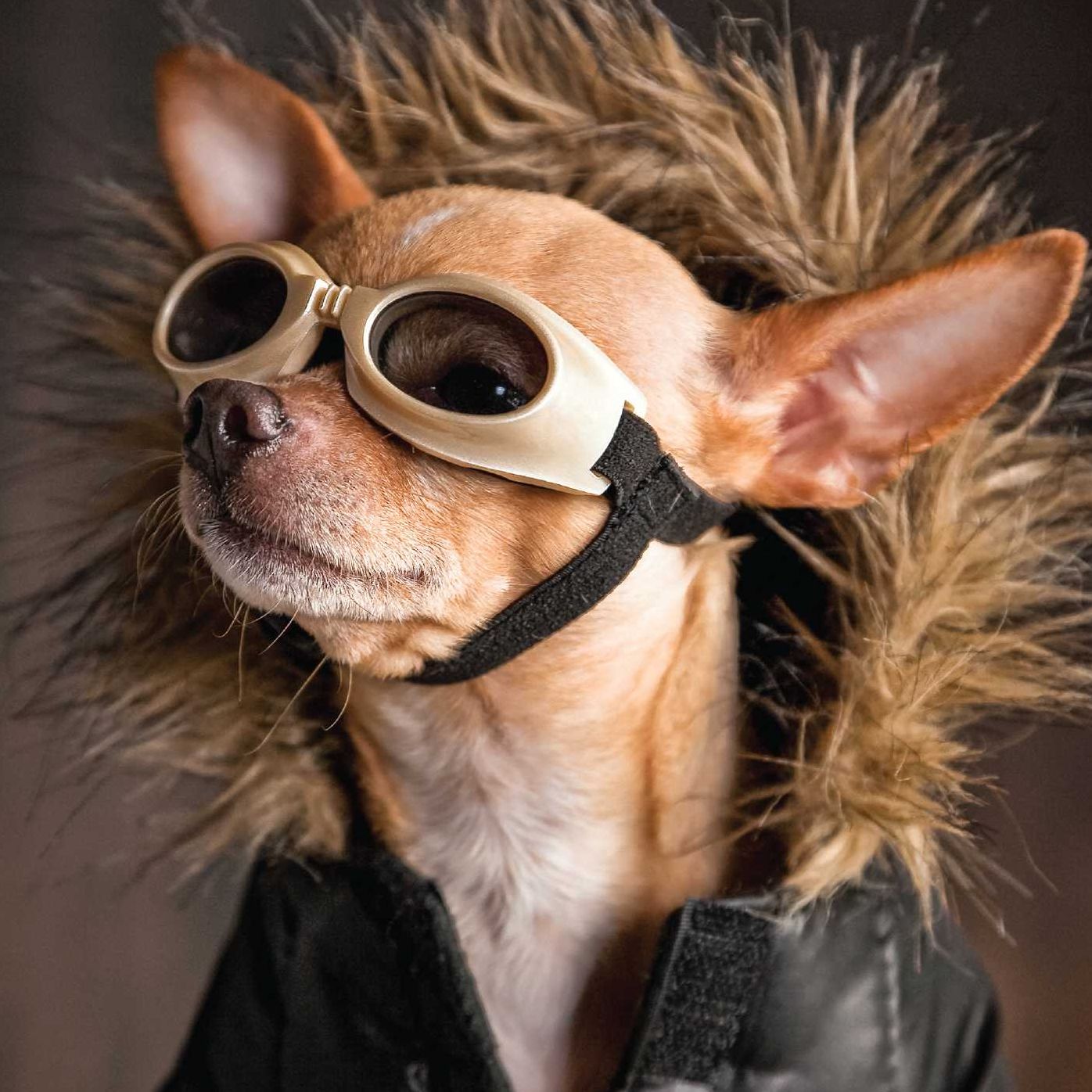 Biscuit for Your Thoughts?: Philosophy According to Dogs