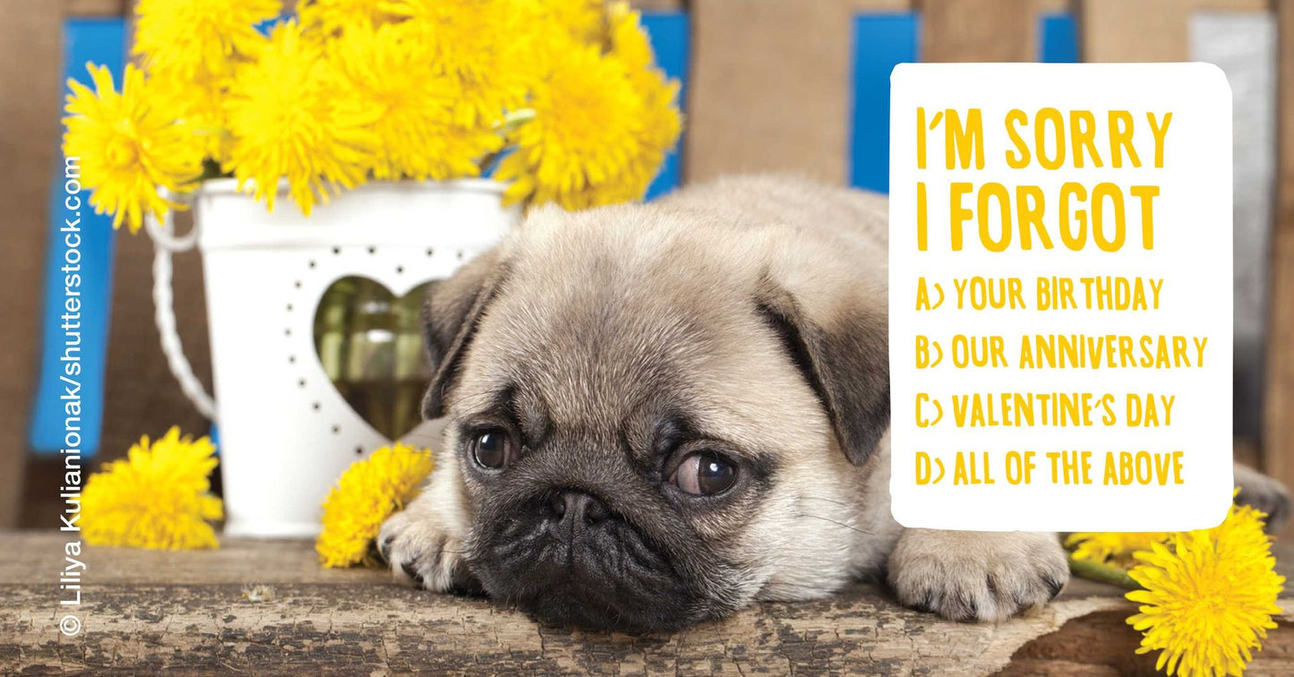 Apuglogies: Saying Sorry with Adorable Pugs