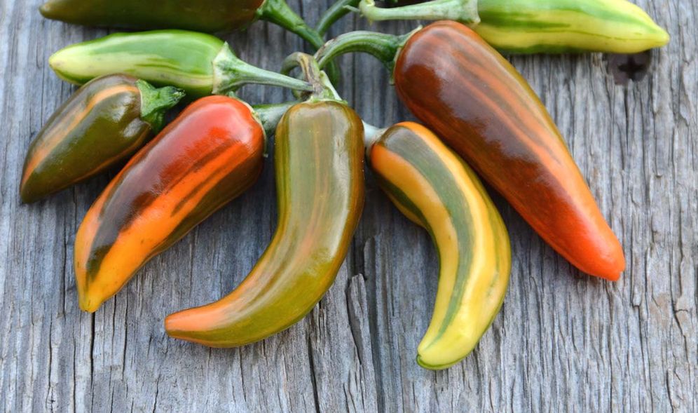 Hot Sauce Nation: America's Burning Obsession