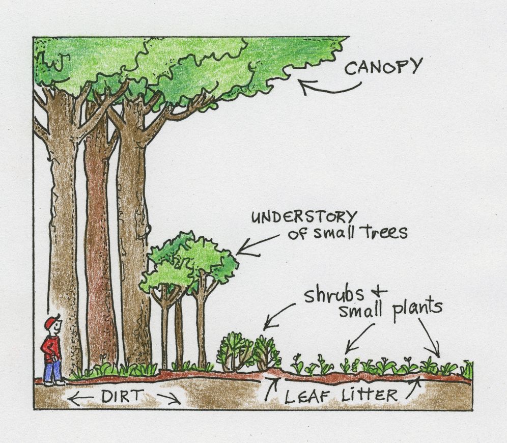 Treecology: 30 Activities and Observations for Exploring the World of Trees and Forests
