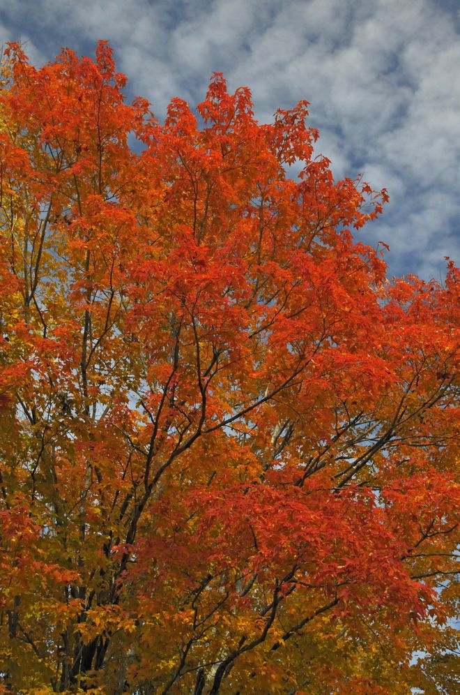 Treecology: 30 Activities and Observations for Exploring the World of Trees and Forests
