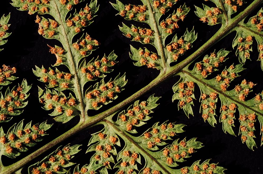 Plantology: 30 Activities and Observations for Exploring the World of Plants