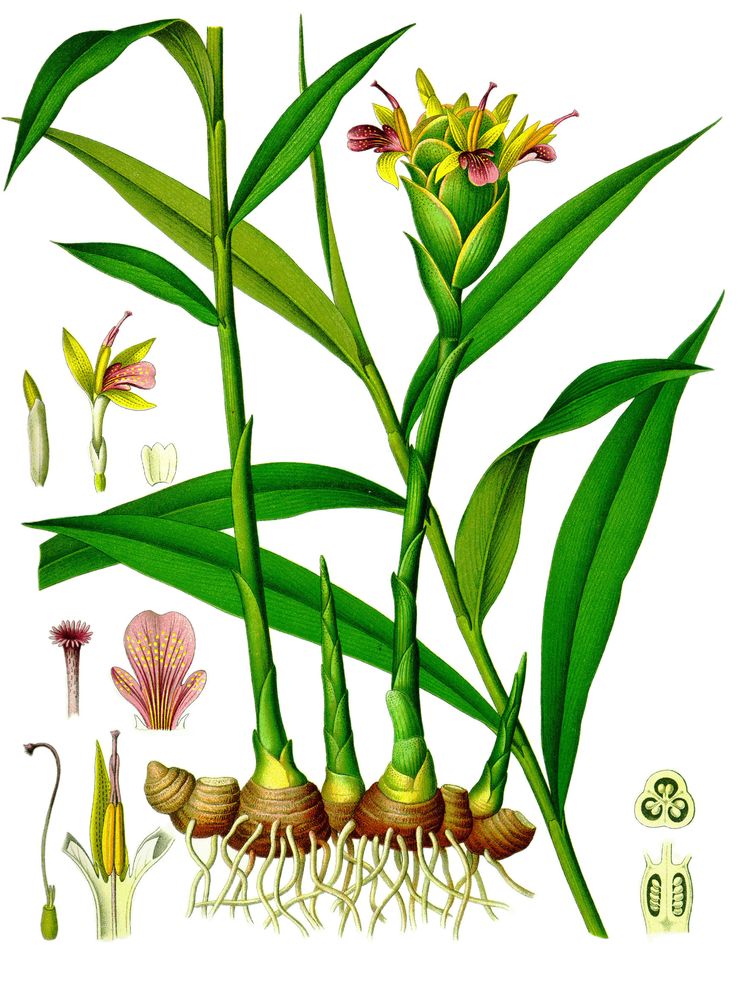 Plantology: 30 Activities and Observations for Exploring the World of Plants