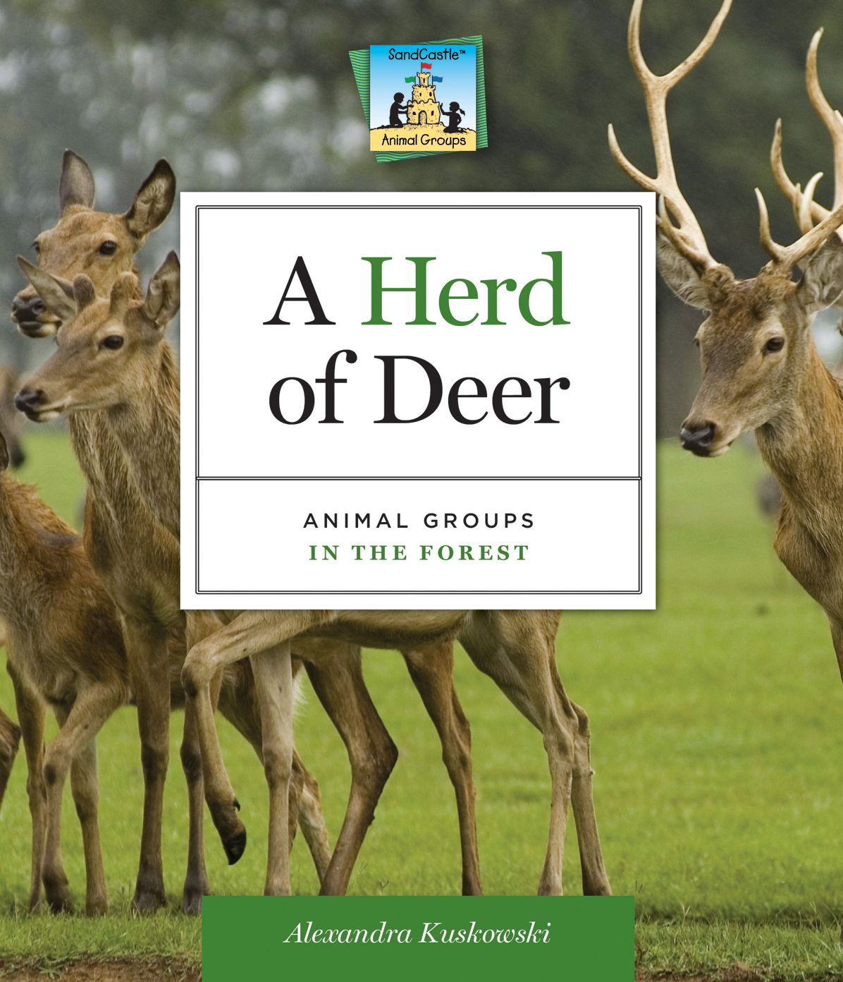 Herd of Deer: Animal Groups in the Forest eBook