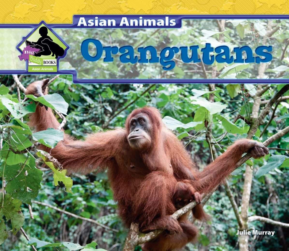 Orangutans eBook
