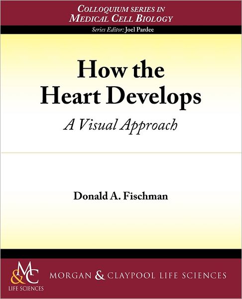 How The Heart Develops