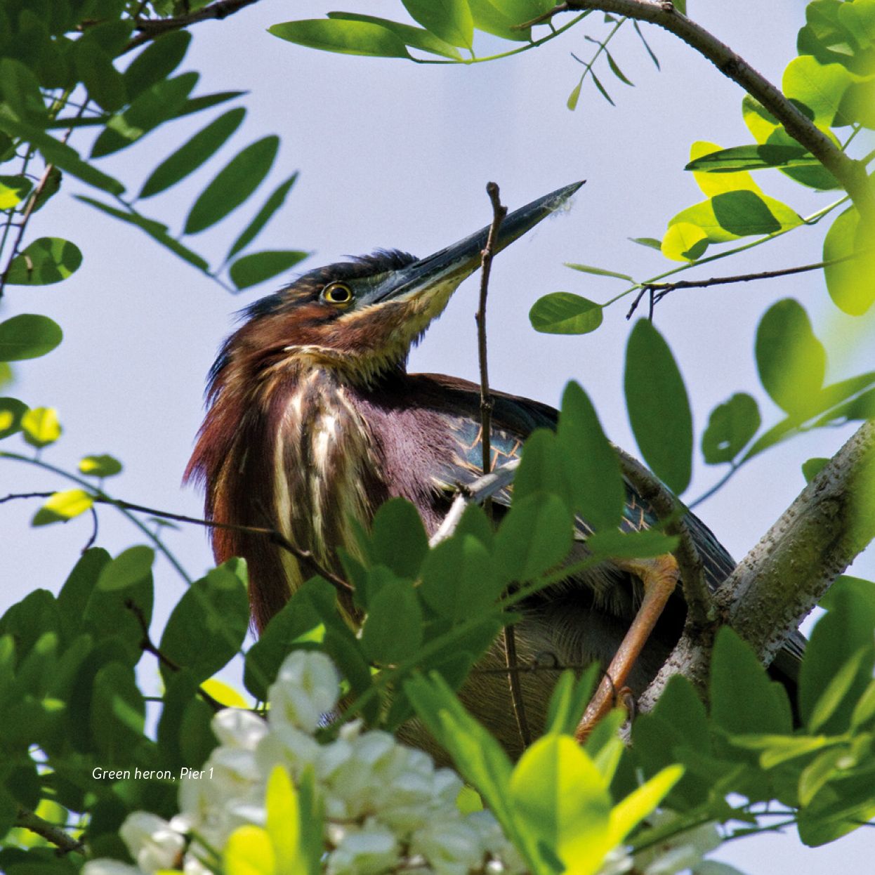 Birding at the Bridge: In Search of Every Bird on the Brooklyn Waterfront