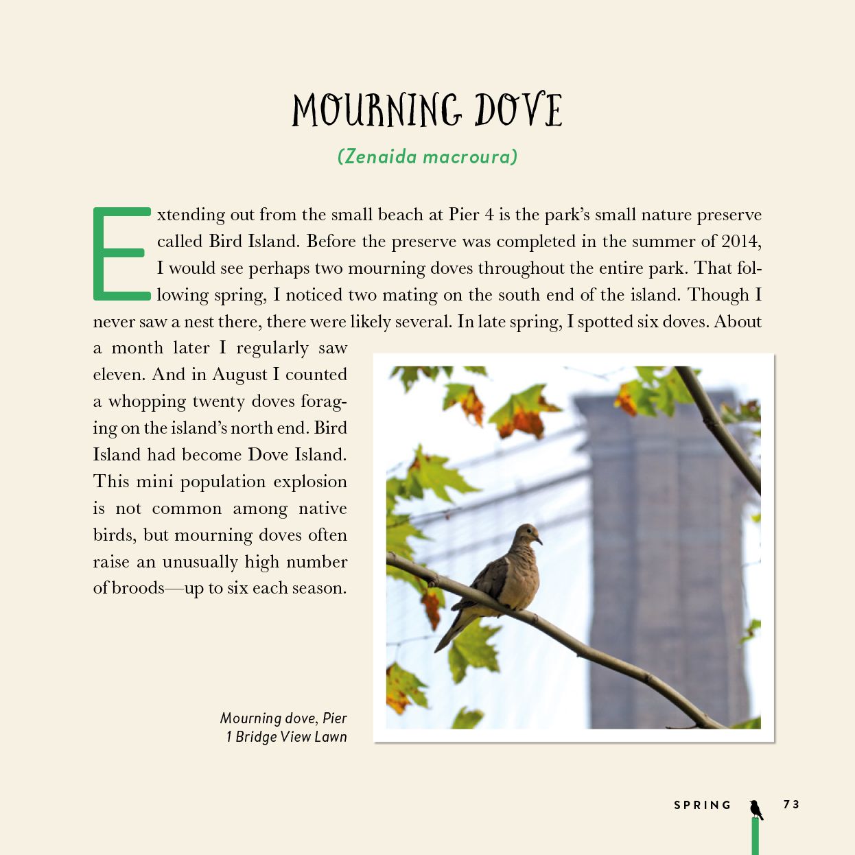 Birding at the Bridge: In Search of Every Bird on the Brooklyn Waterfront