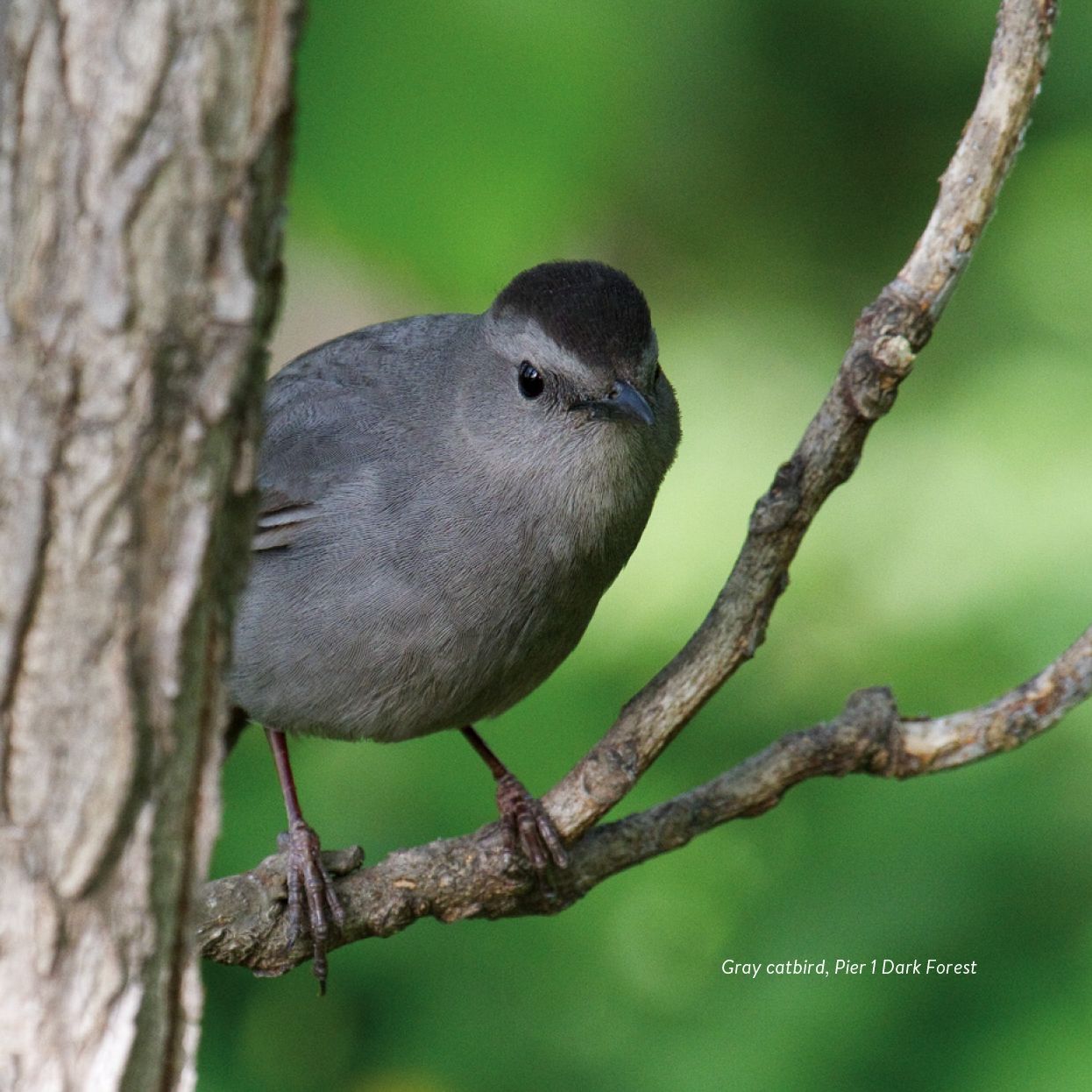Birding at the Bridge: In Search of Every Bird on the Brooklyn Waterfront