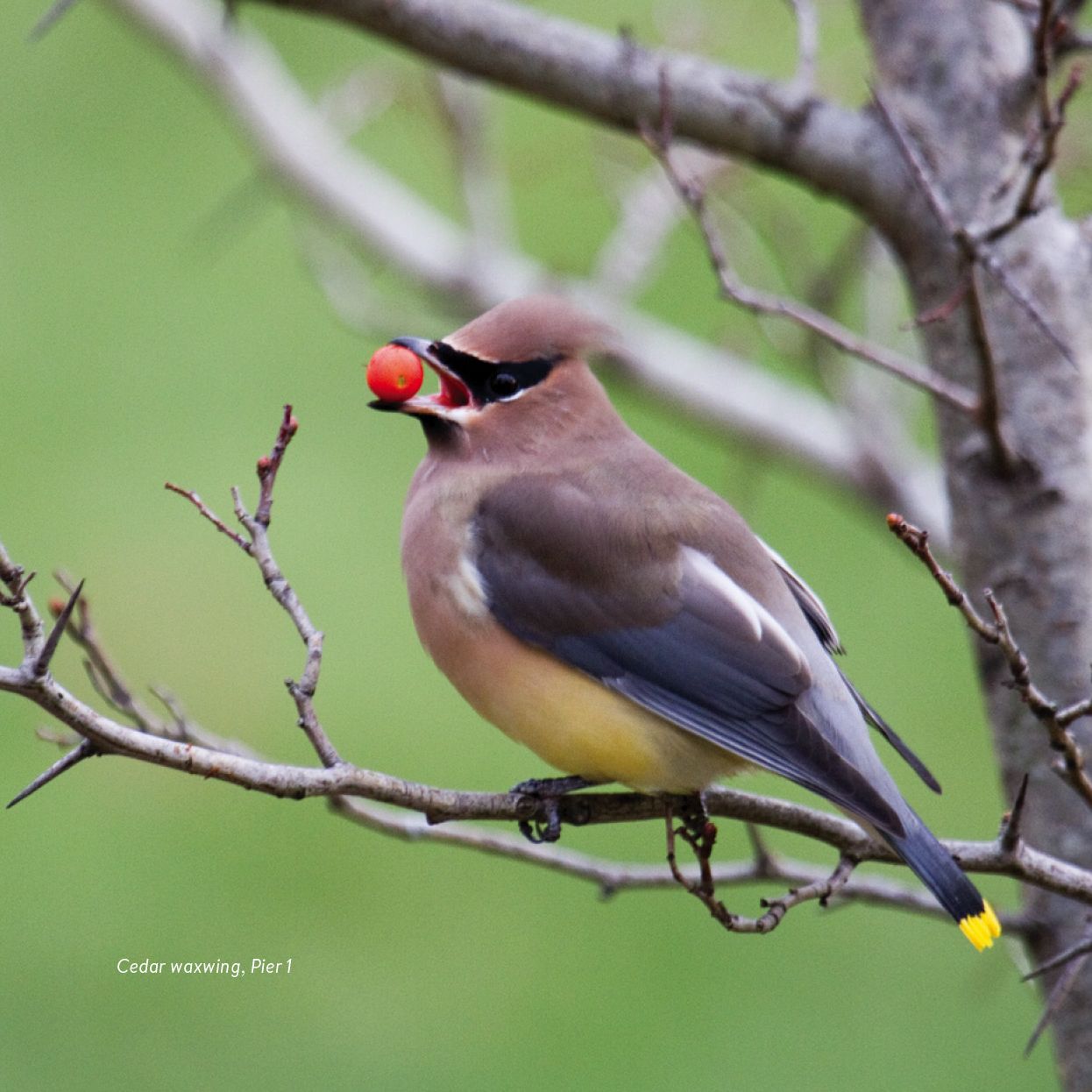 Birding at the Bridge: In Search of Every Bird on the Brooklyn Waterfront
