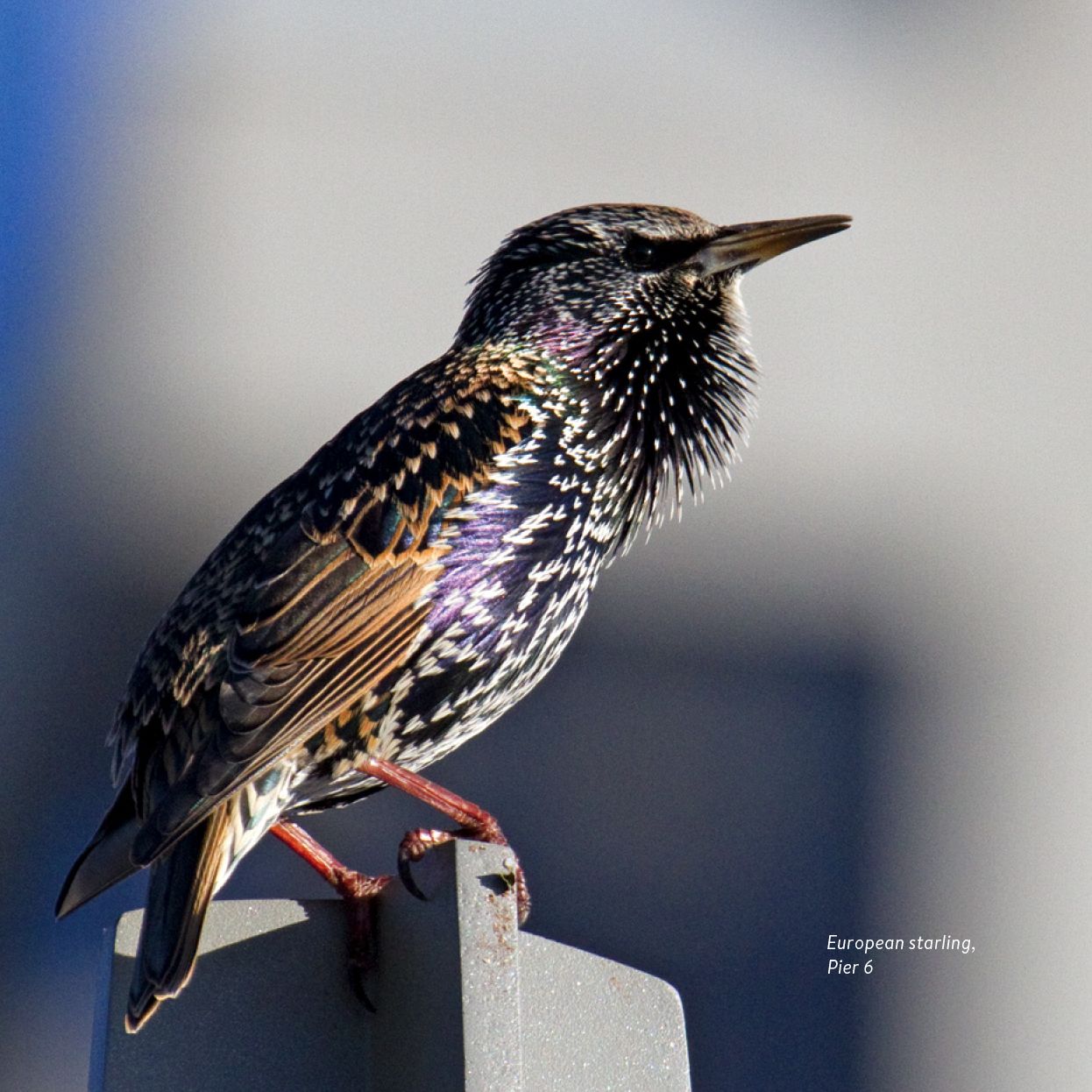 Birding at the Bridge: In Search of Every Bird on the Brooklyn Waterfront